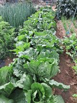 서강훈님의 배추·결구기 농작업 작성글 사진