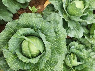 무안최향숙님의 10월 농사 성적 자랑하기 · 참여글 작성글 사진