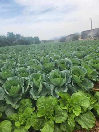 무안최향숙님의 10월 농사 성적 자랑하기 · 참여글 작성글 사진