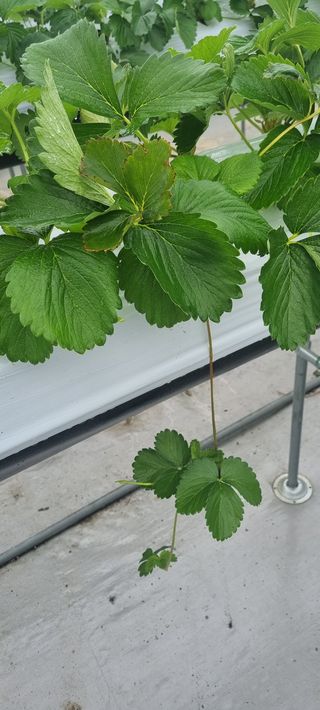 박원영님의 딸기 · 영농일지 작성글 사진