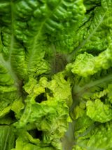 팜모닝 배추·병해충상담 게시글 이미지