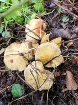 팜모닝 버섯·일상 게시글 이미지