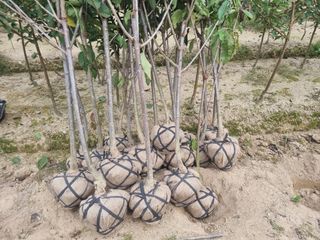 일심묘목농원님의 기타작물 · 자유게시판 작성글 사진