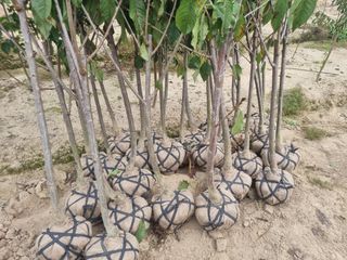 일심묘목농원님의 기타작물 · 자유게시판 작성글 사진