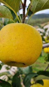 팜모닝 10월 농사 성적 자랑하기·참여글 게시글 이미지