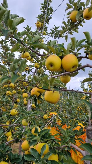 조동원님의 10월 농사 성적 자랑하기 · 참여글 작성글 사진