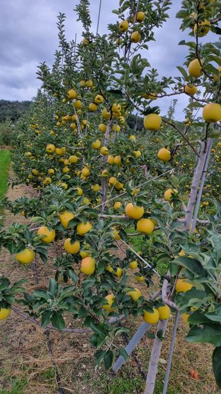 조동원님의 10월 농사 성적 자랑하기 · 참여글 작성글 사진