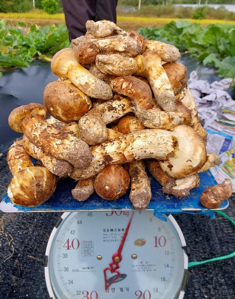 장터 상품 [자연산송이 1kg] 썸네일