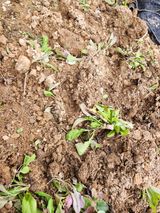 팜모닝 기타작물·자유게시판 게시글 이미지