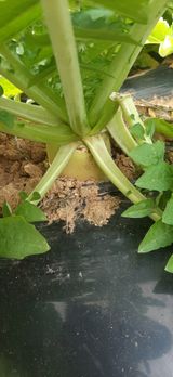 팜모닝 배추·일상 게시글 이미지