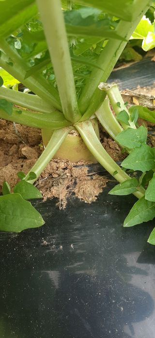 이강재님의 배추 · 일상 작성글 사진