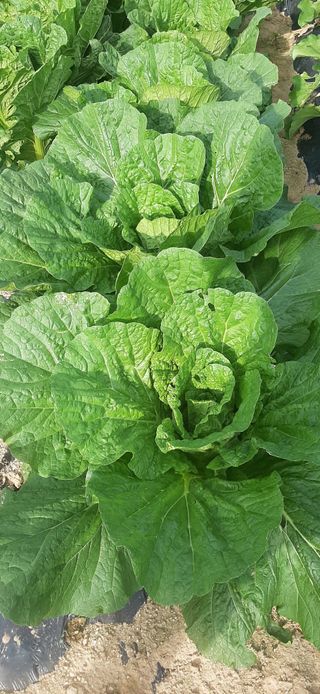 이강재님의 배추 · 일상 작성글 사진