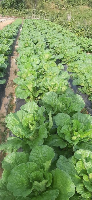 이강재님의 배추 · 일상 작성글 사진