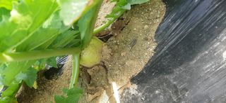 이강재님의 배추 · 일상 작성글 사진