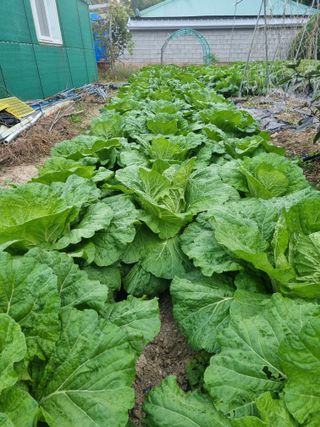 정의학님의 10월 농사 성적 자랑하기 · 참여글 작성글 사진