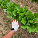 팜모닝 배추·영농일지 게시글 이미지