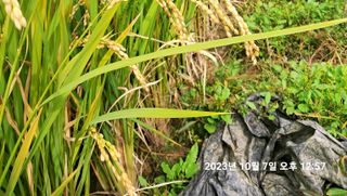 조준제님의 벼 · 영농일지 작성글 사진