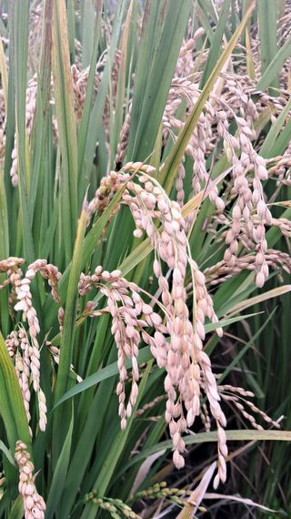 조준제님의 벼 · 영농일지 작성글 사진