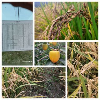 조준제님의 벼 · 영농일지 작성글 사진