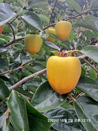 조준제님의 벼 · 영농일지 작성글 사진