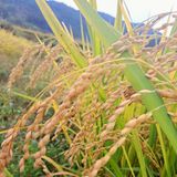 팜모닝 벼·자유게시판 게시글 이미지