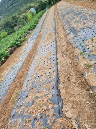 조애순님의 마늘 · 일상 작성글 사진