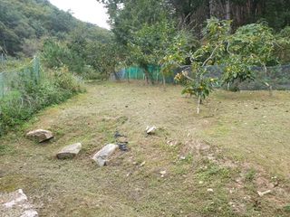 임훈택 님의 양배추 · 영농일지 작성글 사진