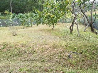 임훈택 님의 양배추 · 영농일지 작성글 사진