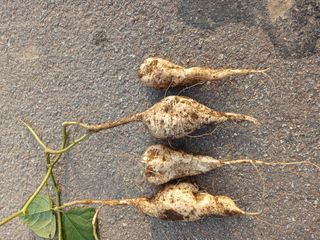 농사정보배우고싶어요님의 자유주제 · 자유게시판 작성글 사진