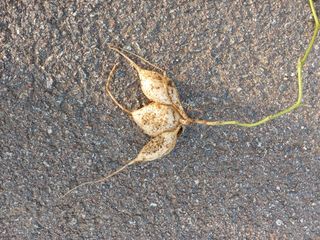 농사정보배우고싶어요님의 자유주제 · 자유게시판 작성글 사진