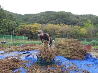 金鎭님의 들깨 · 자유게시판 작성글 사진