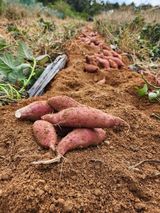 팜모닝 고구마·영농일지 게시글 이미지