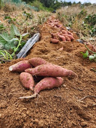 박병한님의 고구마 · 영농일지 작성글 사진