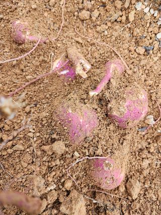 박병한님의 고구마 · 영농일지 작성글 사진