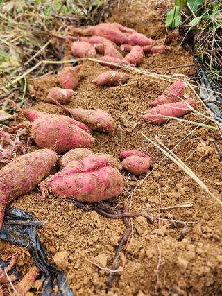 박병한님의 고구마 · 영농일지 작성글 사진