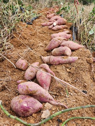 박병한님의 고구마 · 영농일지 작성글 사진