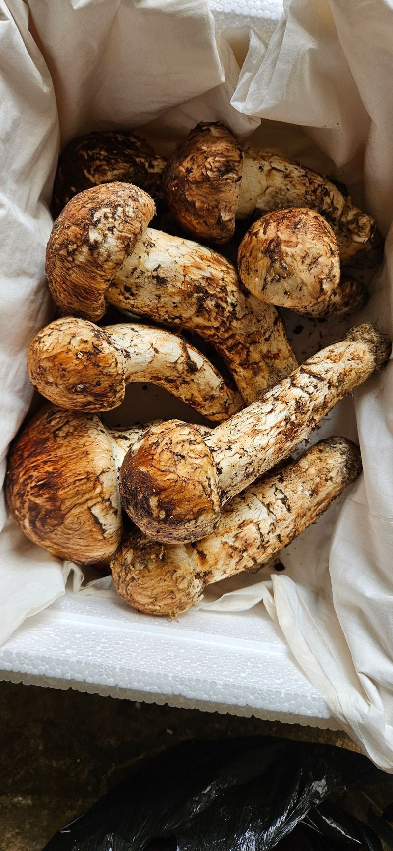 장터 상품 [팔공산 송이버섯 500g] 썸네일