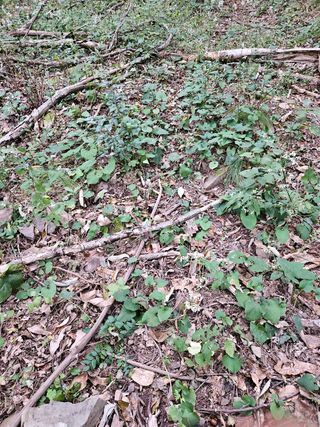 정진필님의 복숭아 · 영농일지 작성글 사진