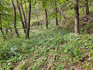 정진필님의 복숭아 · 영농일지 작성글 사진