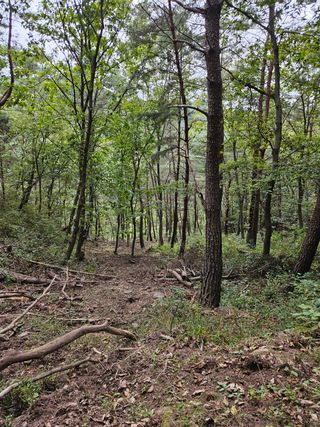 정진필님의 복숭아 · 영농일지 작성글 사진