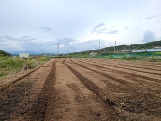 김봉학님의 마늘 · 영농일지 작성글 사진