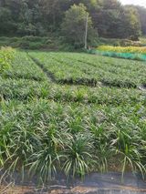 팜모닝 10월 농사 성적 자랑하기·참여글 게시글 이미지