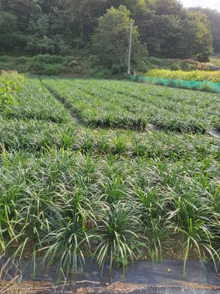 청양 산골꾸찌뽕 님의 10월 농사 성적 자랑하기 · 참여글 작성글 사진