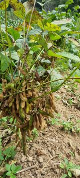 팜모닝 콩·병해충상담 게시글 이미지