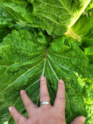 박산숙농부님의 자유주제 · 자유게시판 작성글 사진