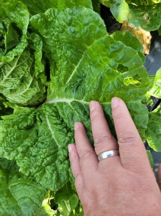 박산숙농부님의 자유주제 · 자유게시판 작성글 사진