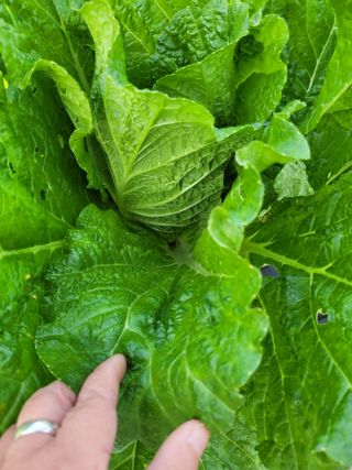 박산숙농부님의 자유주제 · 자유게시판 작성글 사진