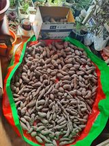 팜모닝 고구마·자유게시판 게시글 이미지