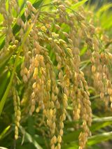 팜모닝 10월 농사 성적 자랑하기·참여글 게시글 이미지