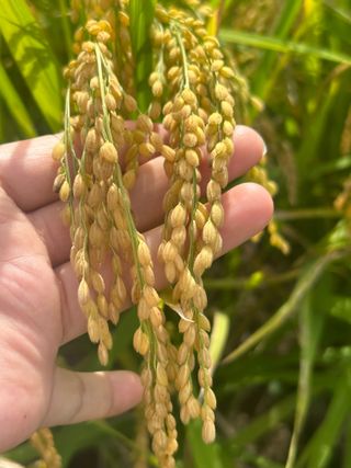 김미현님의 10월 농사 성적 자랑하기 · 참여글 작성글 사진